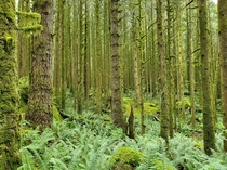 I took this picture It is of a  year old temperate rain forest in British Columbia x