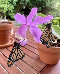 I was told this might be appreciated here My Cattleya loddigesii orchid with two newly eclosed Monarch Butterflies Danaus plexippus