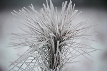 Ice Coating a young pine tree 