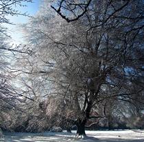 Ice-covered trees melting in the sun 