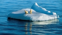 Ice floe Arctic Polar Bears ocean Animals 