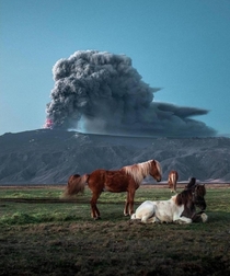 Icelandic horses being unfazed by the eruption of Eyjafjallajkull