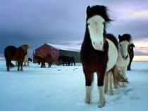 Icelandic horses equus feras caballus 