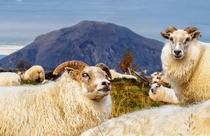 Icelandic Sheep Ovis aries 