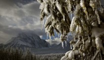 Icicles form on a tree as the afternoon sun melts the snow in Banff National Park 