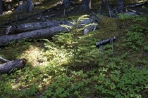 If a tree grows in a forest Alaska June  