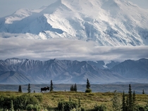 If youre going to be grazing might as well do it in a scenic spot Denali National ParkAlaska 