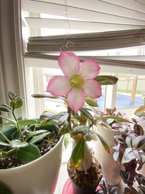 Ignore the brown tip leaves but hopefully you enjoy my first Adenium bloom as much as I do