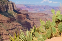 Im hot just looking at these sun bathing cacti at the grand canyon  x