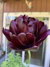 Im in love with these burgundy tulips