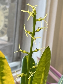 Im no botanist but check out this flowering houseplant that Ive had for five yearsI dont even know the name of it