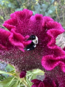 im obsessed with the bumble bees sleeping on my celosia