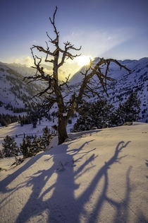 Imagine the sunsets this old tree has witnessed Little Cottonwood Canyon UT 