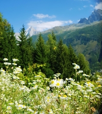 In the midst of all the winter pictures Ill post a photo I took this summer Chamonix French Alps 