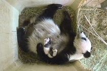 In this photo taken Sept   and provided by the Schoenbrunn zoo panda mother Yang Yang holds her twin cubs in their compound at the Schoenbrunn zoo in Vienna Austria Photo credit Schoenbrunn Zoo via The Associated Press AP 