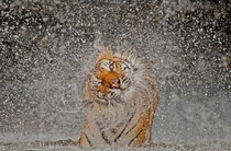 Indochinese tigress shakes herself dry 
