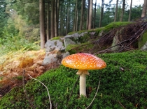 Inedible beauty in the woods of Danish island of Bornholm 