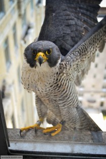 Inner City Peregrine Falcon Falco peregrinus near his nest in an abandoned hotel 