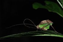 Insect that take on the appearance of a half way decayed leaf to camouflage itself This was shot at night with the help of a flash light in Costa Rica  photo by Adam Johnson