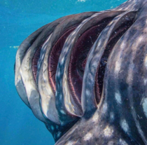Inside the Gills of a whale shark