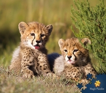 Iranian aka Asiatic Cheetah Cubs