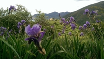 Iris Germanica in Vernazza Italy 