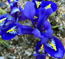 Iris reticulata Harmony  days ago 