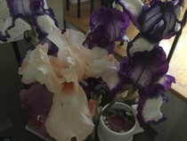 Irises grown by my  year old father -in-law