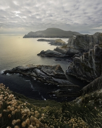 Irish cliffs amp flowers on a windy day 