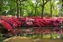 Isabella Plantation Richmond Park London UK  - More pics here httpimgurcomgalleryimII