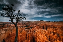 Isolation  Bryce Canyon Utah