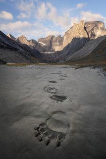Its a little unnerving when you wake up in the morning and find these right outside your tent - Gates of the Arctic National Park Alaska  mattymeis
