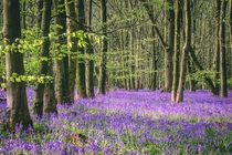 Its bluebell season in the UK 