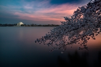 Its Cherry Bloom Season in DC 