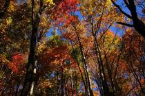 Its fall in North Carolina - from the Appalachian Trail 