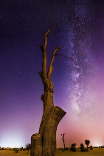 Its hard to escape the light pollution in Dubai but heres an image I caught of the Milkyway on the outskirts next to demon faced tree 