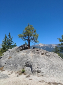 Its lonely at the top Tuolumne Meadows Yosemite National Park CA 
