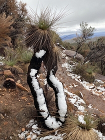 Its not often you see snow on a grass tree Flinders Ranges South Australia 