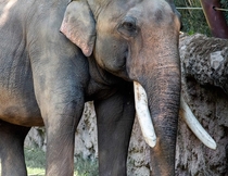 Its World Elephant Day Asian Elephant 