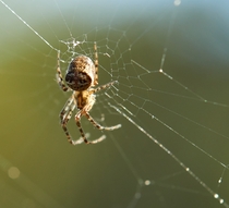 itsy bitsy spider in its itsy bitsy web 