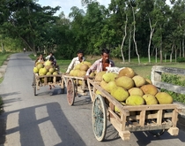 Jackfruit farmers carrying their days harvest to market Sreemangal Bangladesh 