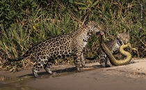 Jaguar and her cub captured an anaconda national history museum wildlife photographer of the year