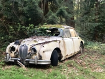 Jaguar Mark  slowly decomposing in the woods 