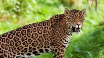 Jaguar Panthera onca 