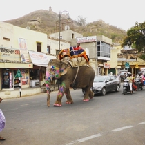 Jaipur - Where Traffic Jams caused by Elephants is not a rare sight 