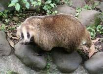 Japanese Badger  x-post from rbadgers 