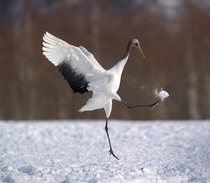 Japanese Crane kicking snow