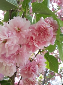Japanese Flowering Cherry Tree Prunus Kanzan - I love these flowering trees