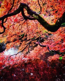 Japanese Maple at Butchart Gardens in British Columbia 