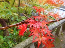 Japanese Maple  Momiji Acer Palmatum 